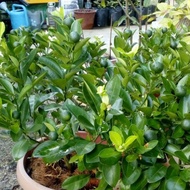 Limau Kasturi / Calamansi (Citrus x microcarpa) - Pokok Hidup / Live Plant