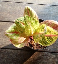 Aglaonema Baby/Anakan Marsha Anjani  baby