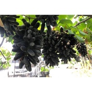 NEW [Hot Selling] Benih Pokok ANGGUR HYBRID Terus Dari Ladang berbuah lebat dalam pasu/ Grape Plants by Nawan Garden