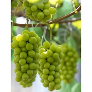 Biji Benih Anggur Hijau Japan Shine Muscat Grape Seed - 10 Seed