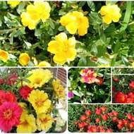 Sam flowers and Ten O'clock flowers 10 o'clock_ Branches 1kg