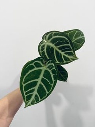 粗脈水晶花燭