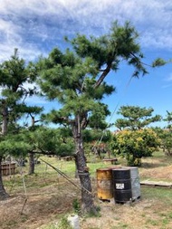 造景五葉松/迎賓造型松樹/庭園五葉松/造景松樹 非盆栽 自售 歡迎約賞