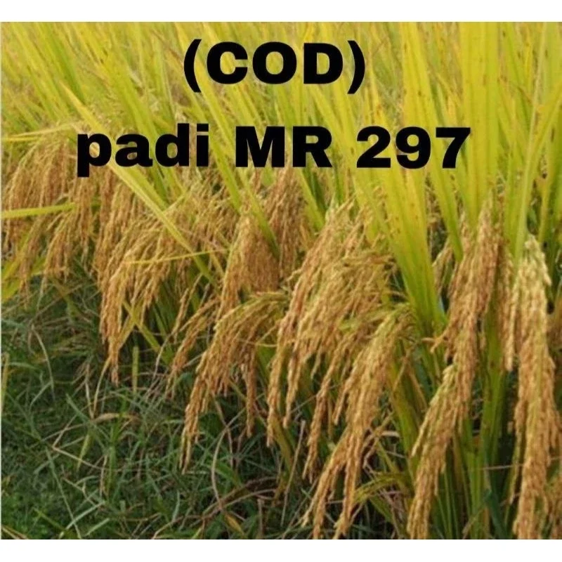 BENIH PADI MR 297 SUPER KEMASAN 5 KG