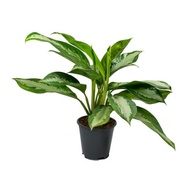 Aglaonema Pattaya  Beauty Plant - Fresh Gardening Indoor Plant Outdoor Plants for Home Garden