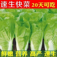 Cabbage Seeds Cream Cabbage Seeds Cabbage Seeds Original Four Seasons Vegetable Seeds Daquan Vegetab