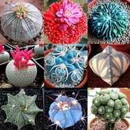 100pcsBag Cactus Seeds Bonsai Perennial Rare Succulent Plants Seeds Office