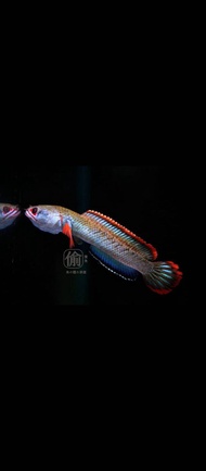 CHANA LIMBATA FIRE AND ICE UKURAN 3-4CM SUDAH MAKAN PELET