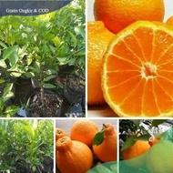 bibit jeruk dekopon berbuah Murah
