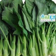 Benih Kailan Jepun F1 Hybrid - Japanese Kale Seeds - 0.5g ¦ 2.4g | 8.0g