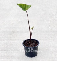 บอนคอฟฟี่คัพ บอนใบถ้วย กระดาษดำใบถ้วย  (Colocasia coffee cup) กระถาง 6 นื้ว