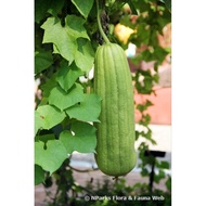 ‼️BENIH RARE MURAH OFFER 40BIJ/PEK‼️ PETOLA BANTAL BUAH LEBAT(Sponge Gourd) SPAN CUCI BADAN SEMULAJA