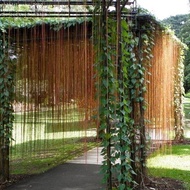 Cissus Sicyoides / Curtain Ivy: The Green Elegance Your Space Needs