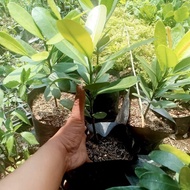 bibit pohon garcinia subelliftica/manggis jepang /pohon buah langka
