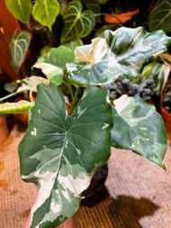 Alocasia odora ‘Okinawa Silver’  沖繩銀海芋盆栽 錦化植物