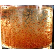 KUTU AIR (DAPHNIA MAGNA) BETTA,GUPPY