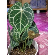 Anthurium Dorayaki ( Telinga Gajah )