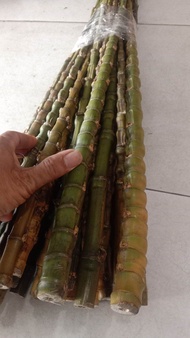 gagang bambu cendani super mentah