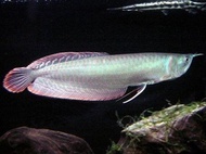 arwana silver red 22-23cm arwana silver brazil serat merah asli gupolo arwana magelang full garansi 