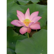 [Lin'an Spring Rain] Bowl Lotus Utopia-Small Medium-Sized Balcony Window Sill Potted Plant Institute