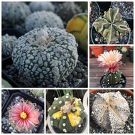 Astrophytum Mixed seeds