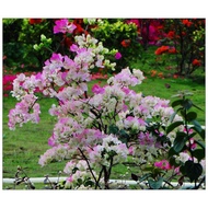 30 seds/pack Bonsai ornamental flower seeds Bougainvillea spectabilis flower seeds k5Nn
