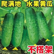 Cucumber Seeds Climbing All over the Floor Frameless Cucumber Seeds Frameless Cucumber Seeds Four Se