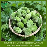 Round Bitter Gourd Seeds-10 Seeds Seeds Ampalaya Seeds