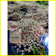 ♞,♘African Talisay Variegated (Terminalia Mantaly)