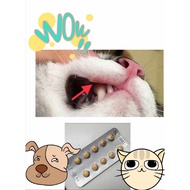 Ubat bengkak, radang dan merawat masalah bisul, ulser / ulcer luka dalam mulut kucing.