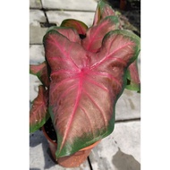 Caladium rare species / Indoor Plant / Real Live Plant / Office Plant / House &amp; Garden