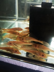 GOLDEN PLECO/LIVE FISH/IKAN HIASAN/ORNAMENTAL FISH/AQUARIUM NEED/READY STOCK