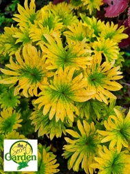 Mayana Coleus Yellow Twirl (Semi-Rare Mayana) with FREE garden soil (Outdoor Plant, Real Plant, Live Plant and Limited Stock) - Plants for Sale