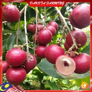 Anak Pokok Longan Merah Longan Ruby Pokok Kawin Import Dari Thailand