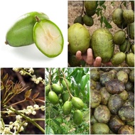 Pokok Ulam Buah Kedondong hutan gehel gahal Amra Hog wild hutan spondias pinnata dulcis mumbin jumbo