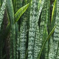 SNAKE PLANT SANSEVIERIA