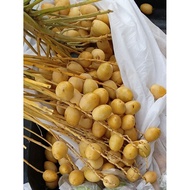 1kg Kurma Segar / 1kg Fresh Dates