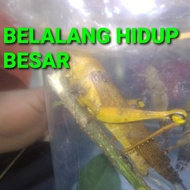 BELALANG HIDUP BESAR ASLI
