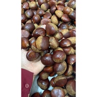 Chestnut Nuts Cherish Nuts (9 KG) Fresh Import