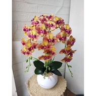 Anggrek Dendrobium - Anggrek Dendrobium Bunga Hidup Anggrek - Kuning 