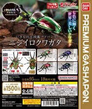 𓅓MOCHO𓅓 BANDAI Premium 扭蛋 生物大圖鑑進擊-彩虹鍬形蟲 全4種