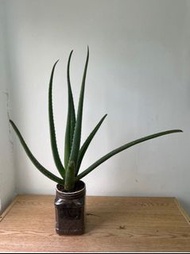 自家花園種的可食用蘆薈 和 敷臉, 純天然