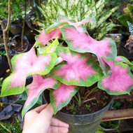 Keladi pink love mini | Tanaman Hias Daun