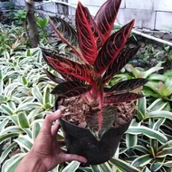 Tanaman hias aglaonema pride of sumatra - aglonema red sumatra