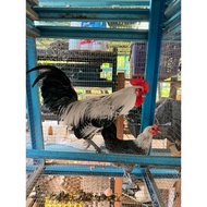 Telur berbenih ayam arab