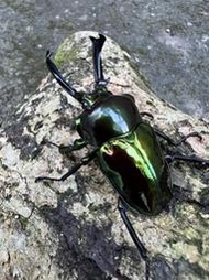 [甲蟲部落]彩虹鍬形蟲幼蟲(皮卡亮胸綠色型RNT本家後代)