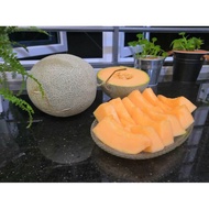 5 BIJI BENIH ROCK MELON ROMEO F1/ROCK MELON F1 SEEDS(5 SEEDS-REPACK CROP POWER)