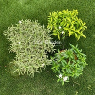 [Life_Garden] Ervatamia Dwarf (Yellow/Batik/Green) 狗牙花