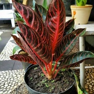 tanaman hias aglonema red sumatra indukan