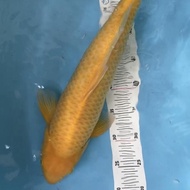 Ikan Koi Import Karashi Izumiya 50 Cm Mollycutes